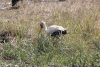 Yellow-billed Stork (Mycteria ibis)