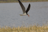 African Skimmer (Rynchops flavirostris)