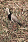 Long-toed Lapwing (Vanellus crassirostris)