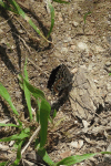 Chequered Blue (Scolitantides orion)