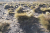 Clumps Festuca Vicuñas Feed