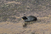 Giant Coot (Fulica gigantea)