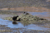 Nesting Giant Coots