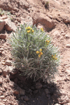 Flowering Plant