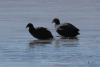 Horned Coot (Fulica cornuta)