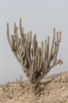 Large Cactus