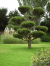 Tree Japanese Garden