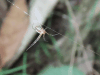 Spider (Araneae fam.)