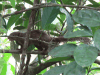 Red-legged Sun Squirrel (Heliosciurus rufobrachium)