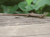 Speckle-lipped Mabuya (Trachylepis maculilabris)