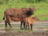 African Forest Buffalo (Syncerus caffer nanus)