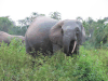 African Forest Elephant (Loxodonta cyclotis)