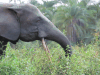 African Forest Elephant (Loxodonta cyclotis)