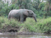 African Forest Elephant (Loxodonta cyclotis)