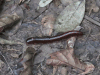 Round-backed Millipede (Juliformia ord.)