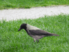 Hooded Crow (Corvus cornix)