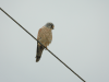 Common Kestrel (Falco tinnunculus)