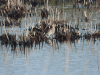 Wood Sandpiper (Tringa glareola)