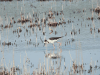 Black-winged Stilt (Himantopus himantopus)