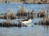 Black-winged Stilt (Himantopus himantopus)