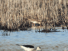 Ruff (Calidris pugnax)