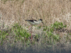 Black-winged Stilt (Himantopus himantopus)