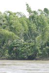 Large Bamboo Rain Forest