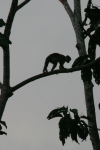 Colombian Red Howler Monkey (Alouatta seniculus)