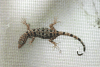 O'Shaughnessy's Gecko (Gonatodes concinnatus)