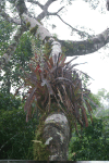 Flowering Epiphyt