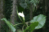 White Flower