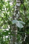 Philodendron Growing Tree