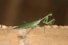 Praying Mantis (Macromantis hyalina)