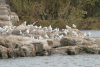 Black-headed Gull (Chroicocephalus ridibundus)