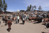 Livestock Market