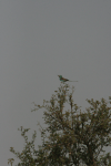 Abyssinian Roller (Coracias abyssinicus)