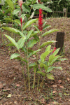 Red Ginger (Alpinia purpurata)