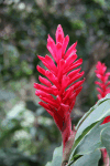 Red Ginger (Alpinia purpurata)