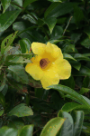 Golden Trumpet (Allamanda cathartica)