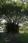 Banyan Tree (Ficus benghalensis)