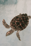 Hawksbill Sea Turtle (Eretmochelys imbricata)