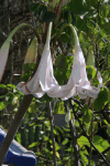 Giant Spider Lily (Crinum amabile)