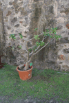 Desert Rose (Adenium obesum)