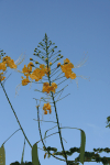 Peacock Flower (Caesalpinia pulcherrima)