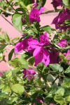 Great Bougainvillea (Bougainvillea spectabilis)