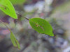 Javier's Lepanthes (Lepanthes javieri)