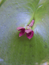 Pleurothallis cardiothallis (Pleurothallis cardiothallis)