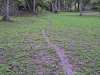 Leafcutter Ant Path