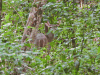 White-tailed Deer (Odocoileus virginianus)