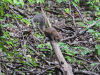 Deppe's Squirrel (Sciurus deppei)